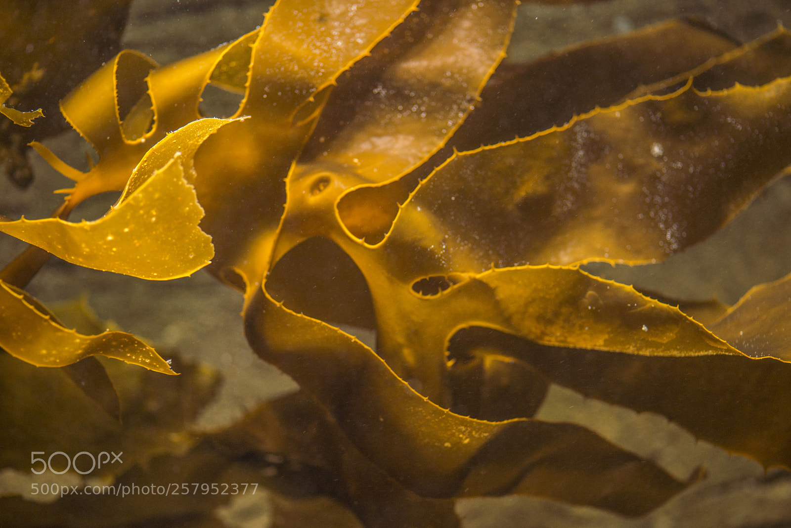 Nikon D600 sample photo. Seaweed photography