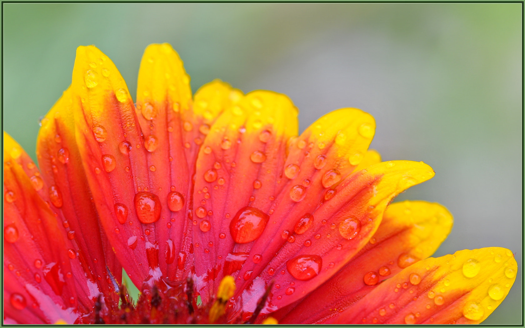 Nikon D850 + Sigma 105mm F2.8 EX DG OS HSM sample photo. Spring shower in so cal photography