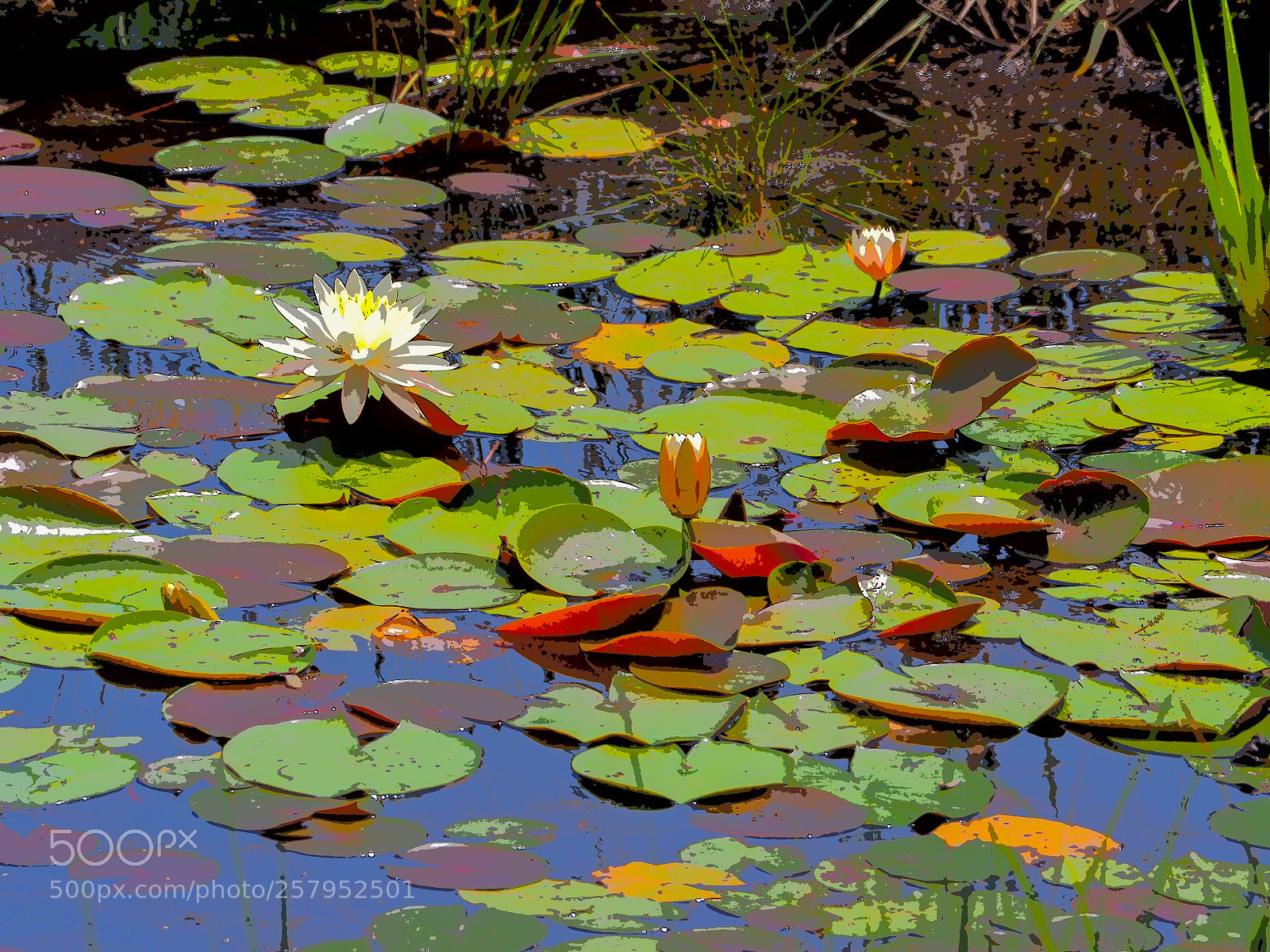 Olympus OM-D E-M10 II sample photo. Frog pond photography