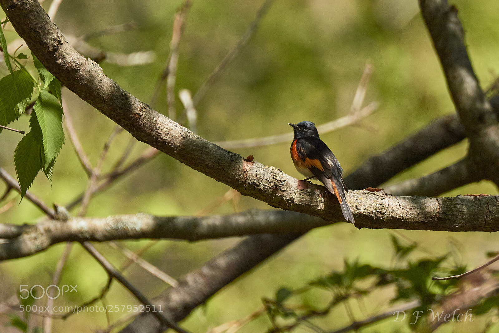 Canon EOS 7D Mark II sample photo. American redstart photography