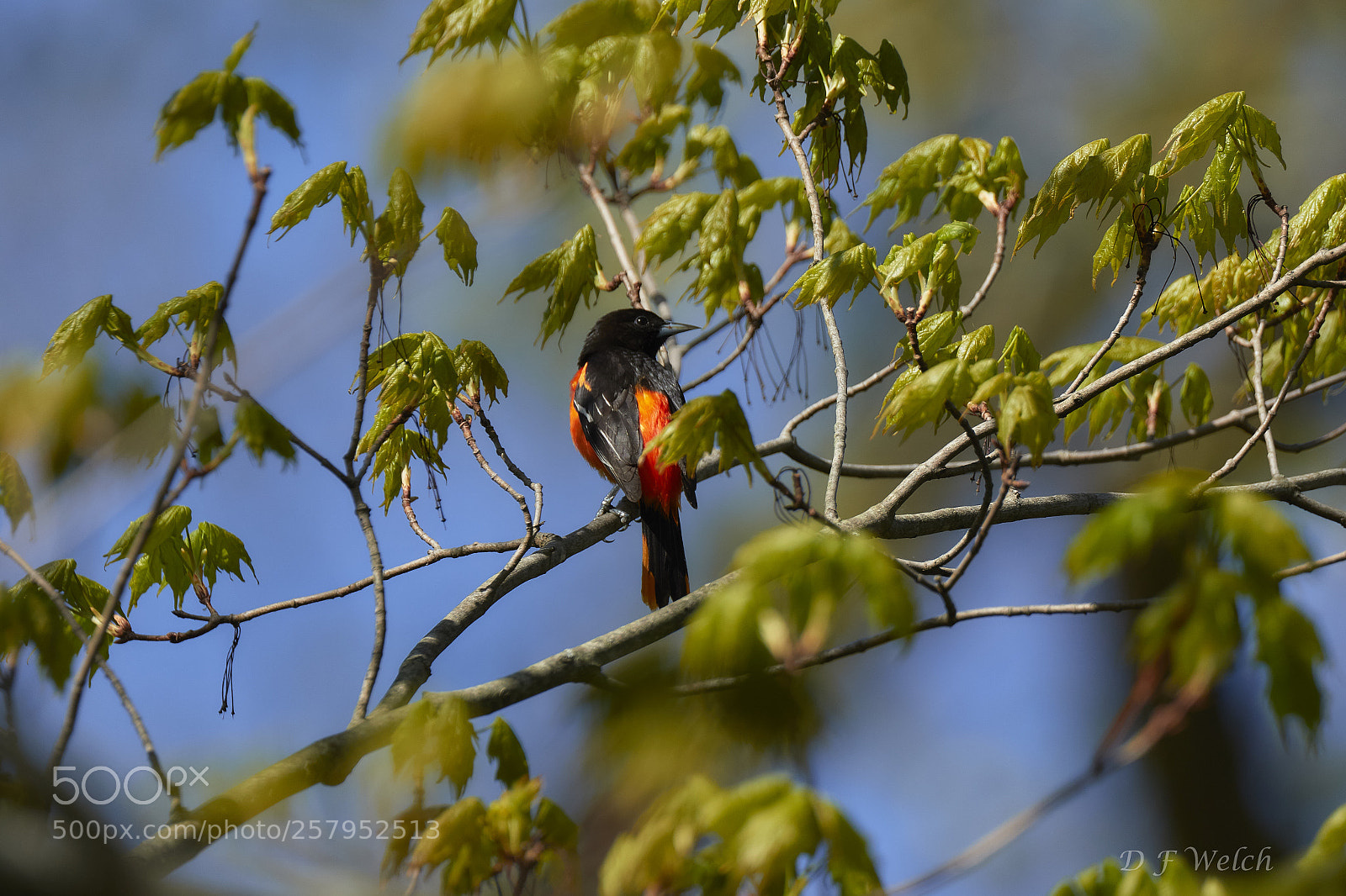 Canon EOS 7D Mark II sample photo. Baltimore oriole-male photography