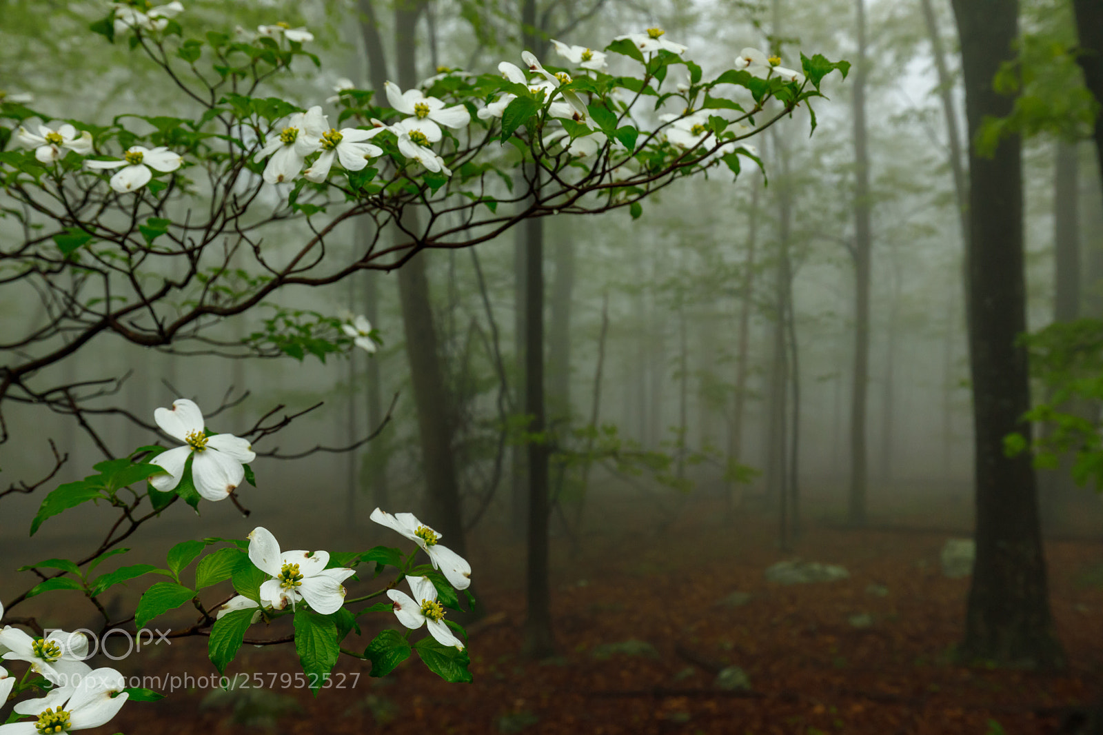 Canon EOS 5D Mark IV sample photo. The joy of spring photography