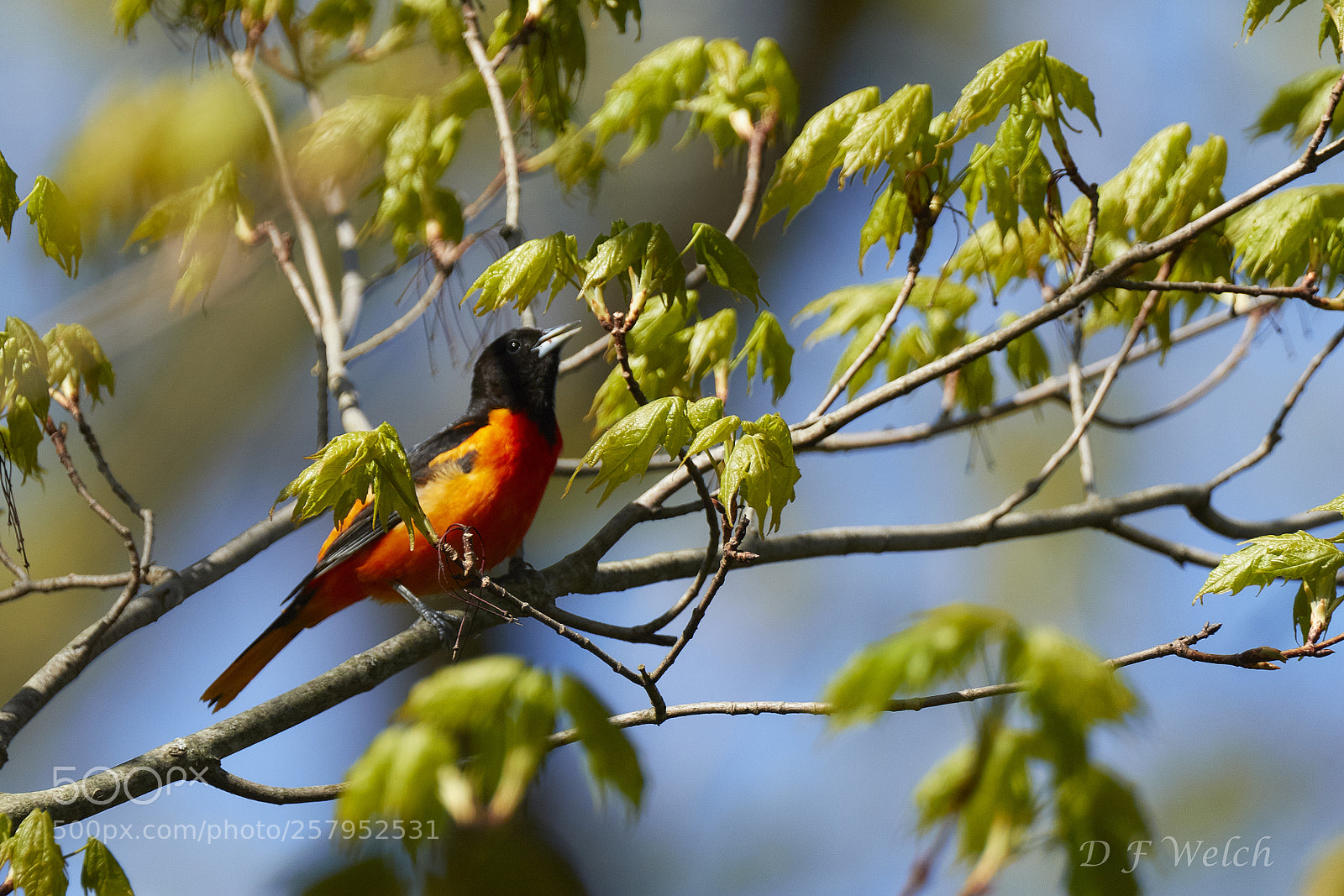 Canon EOS 7D Mark II sample photo. Baltimore oriole-male photography