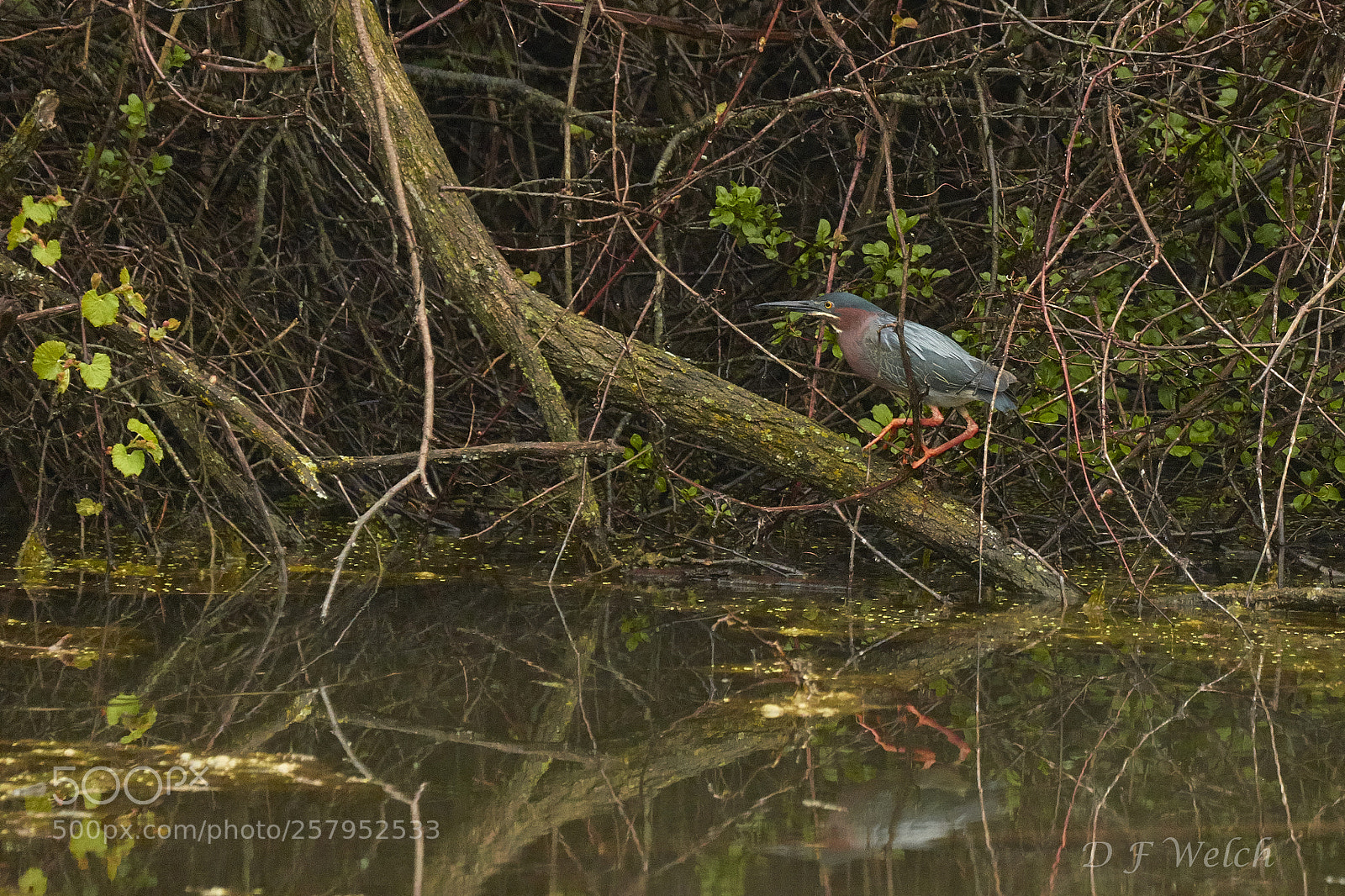 Canon EOS 7D Mark II sample photo. Green heron photography