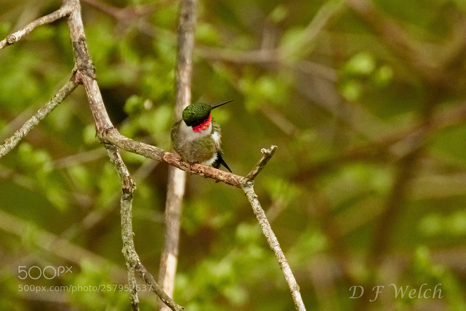 Canon EOS 7D Mark II sample photo. Ruby-throated hummingbird-male photography