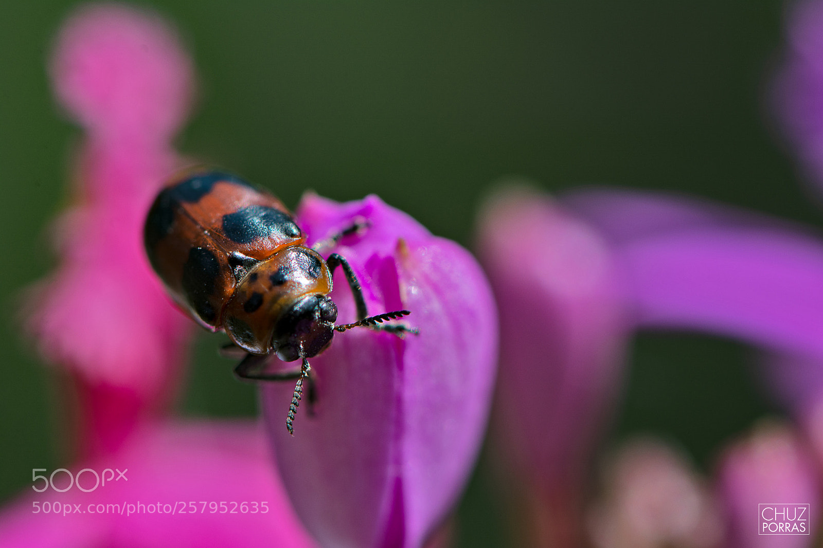 Nikon D7100 sample photo. Insect photography
