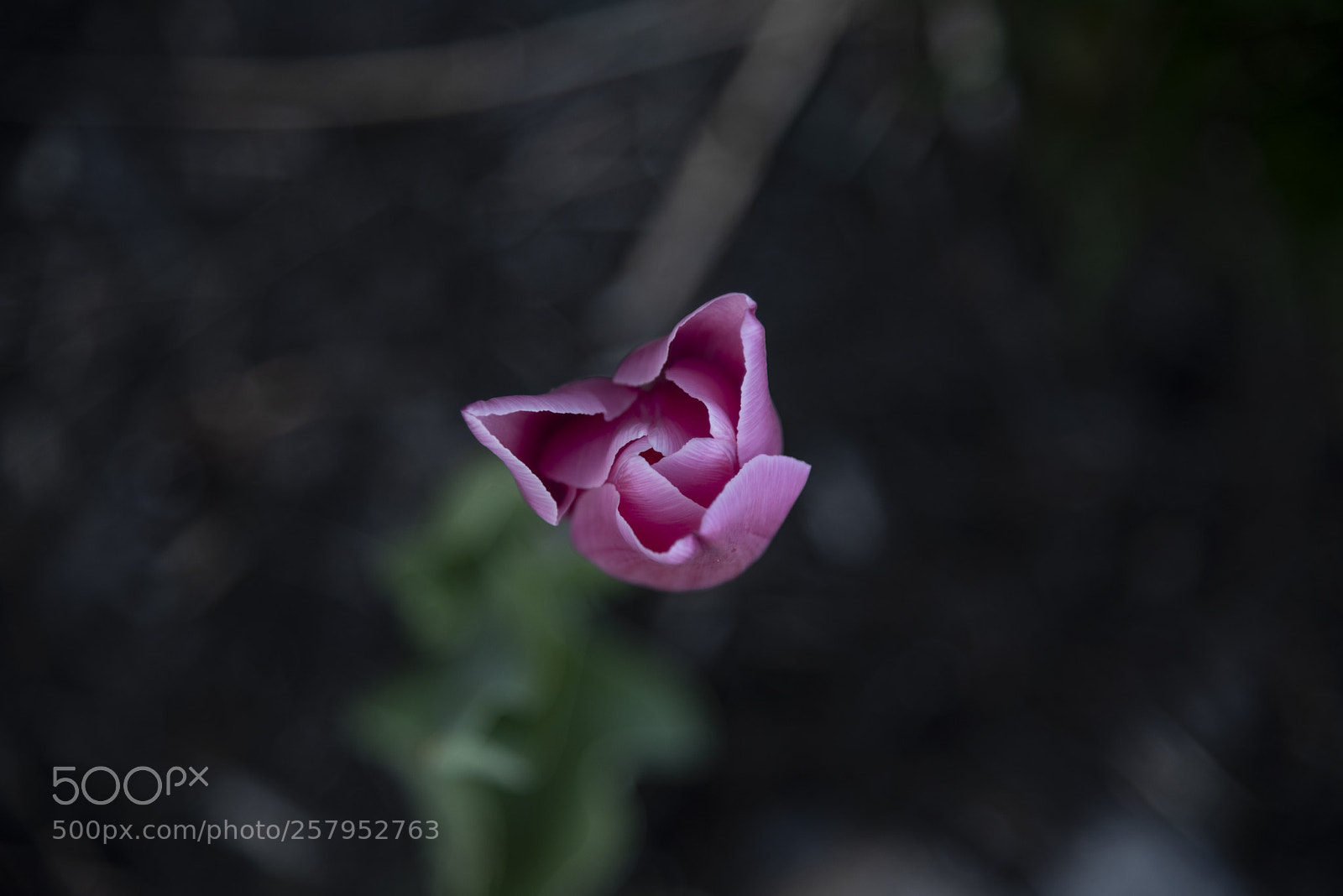 Nikon D750 sample photo. Tulips are out! photography