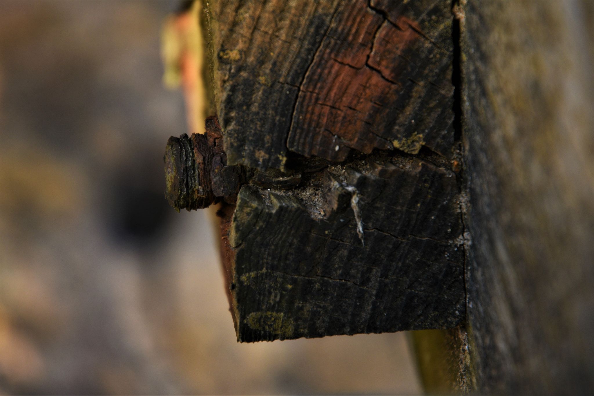Nikon D5600 sample photo