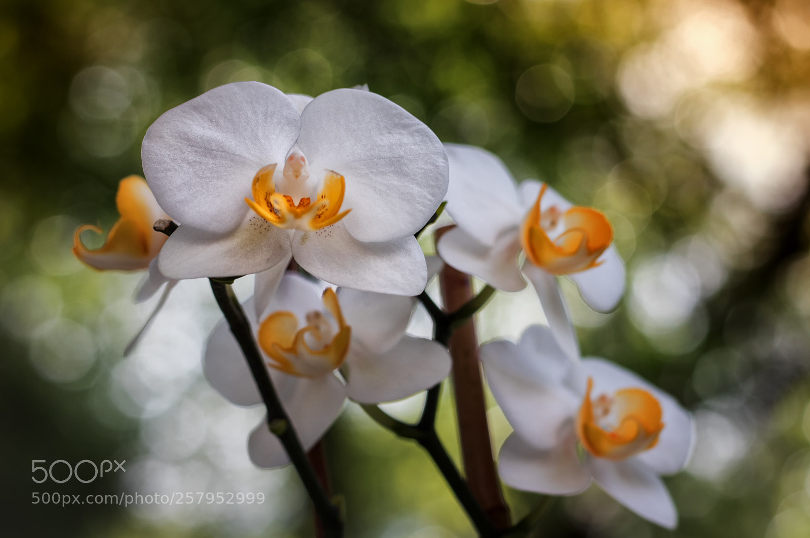 Canon EOS 800D (EOS Rebel T7i / EOS Kiss X9i) sample photo. White and yellow orchids photography