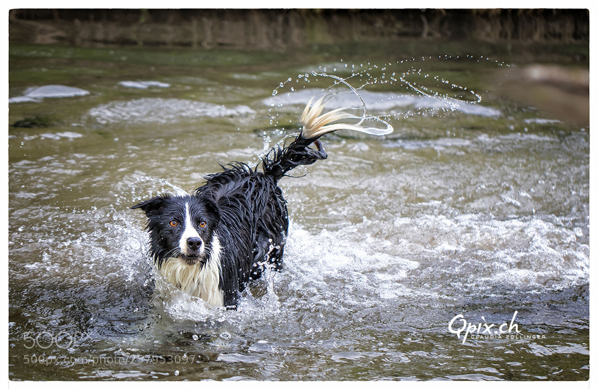 Canon EOS 80D sample photo. Wasserlaska photography