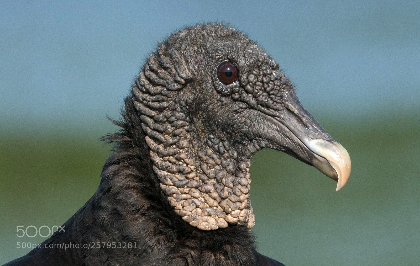 Sony a7R II sample photo. Black vulture posing for photography
