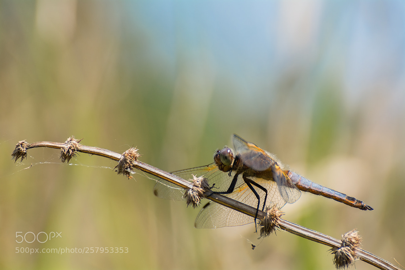 Nikon D5200 sample photo. Libellula fulva ii photography