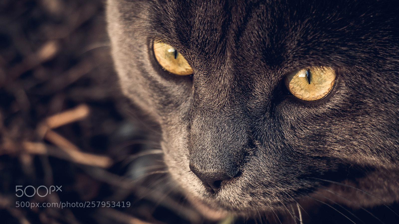 Canon EOS 80D sample photo. Golden eyes photography