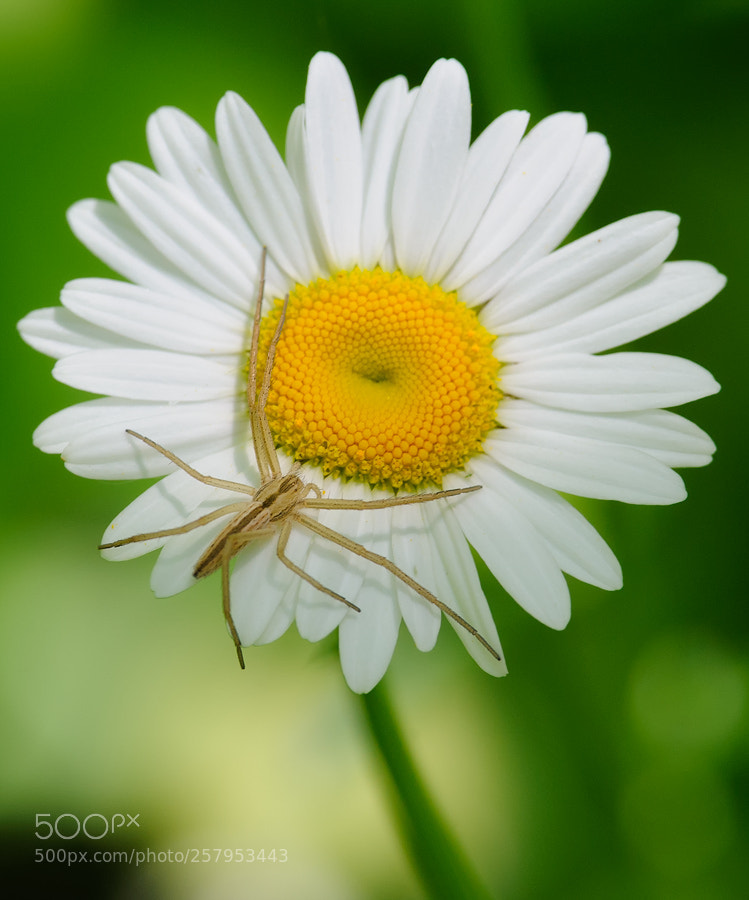 Nikon D700 sample photo. Untitled photography