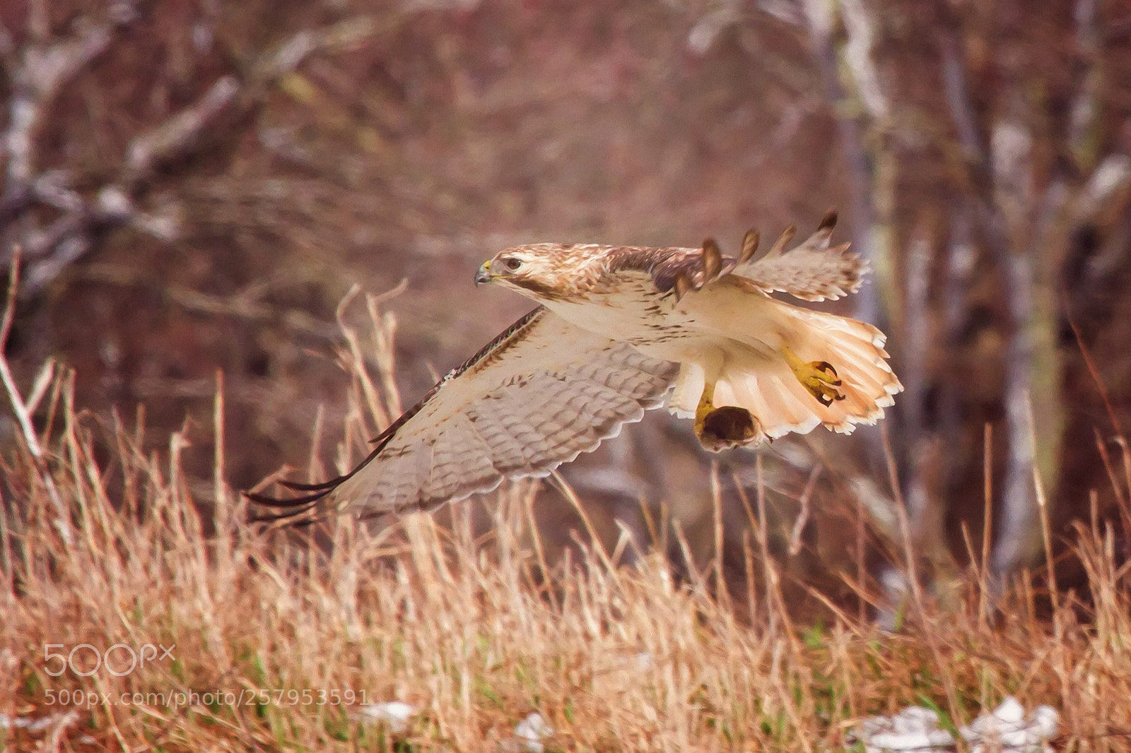 Canon EOS 7D sample photo. Red tailed catch of photography
