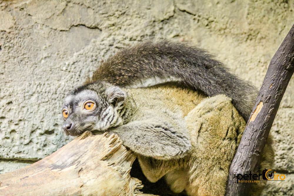 Canon EOS 600D (Rebel EOS T3i / EOS Kiss X5) sample photo. Lemur monkey at rainforest photography