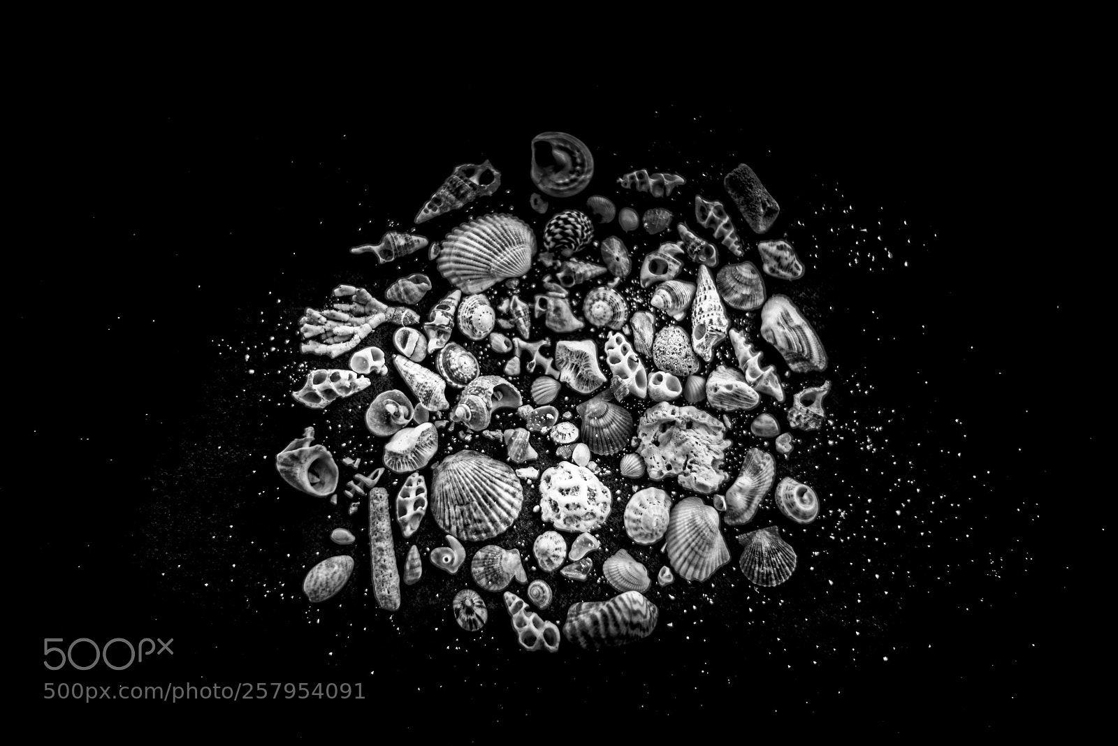 Nikon D750 sample photo. Black and white  photography