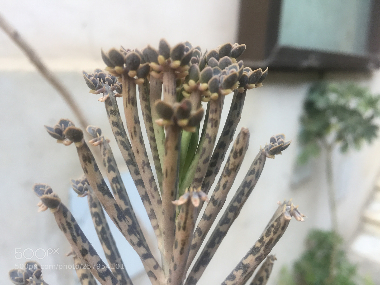 Apple iPhone 6 sample photo. Nature photography