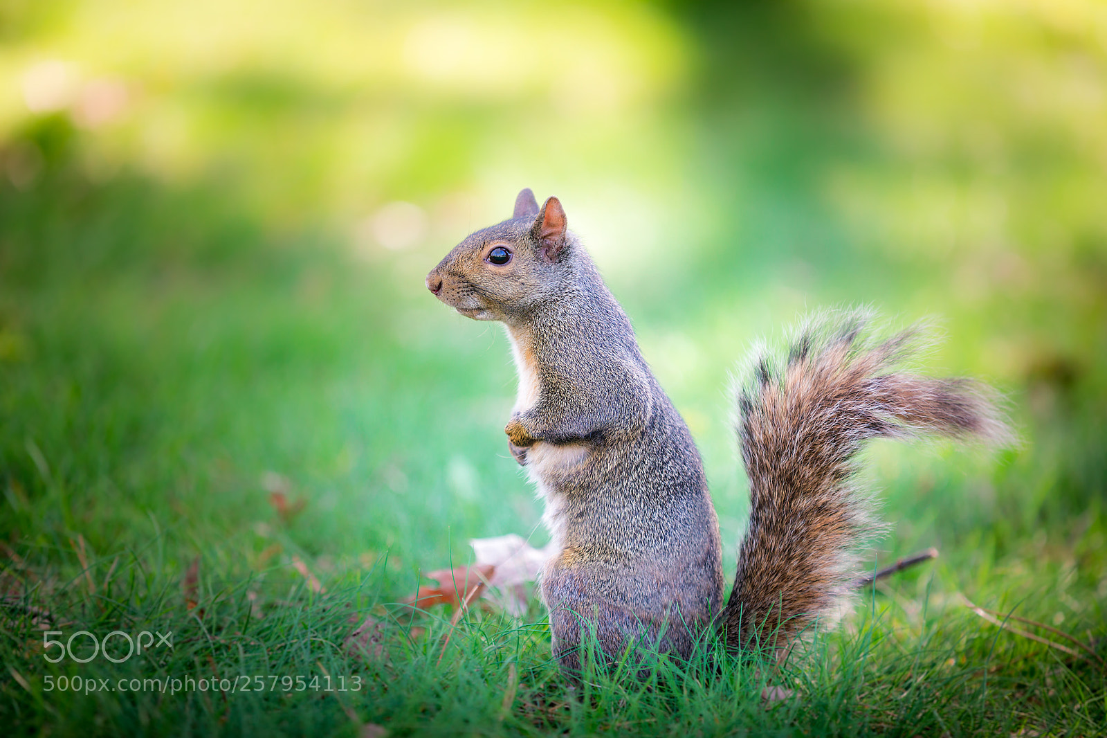 Canon EOS 5D Mark IV sample photo. Squirrel photography