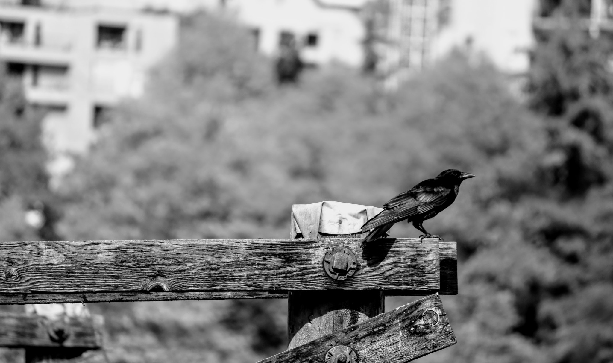 Canon EF-S 55-250mm F4-5.6 IS II sample photo. The standing crow, vancouver bc. canon eos 750d. photography