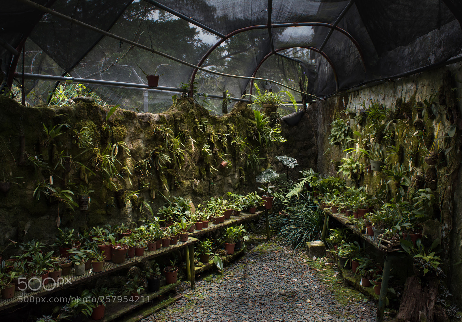 Nikon D5200 sample photo. A plant nursery glows photography
