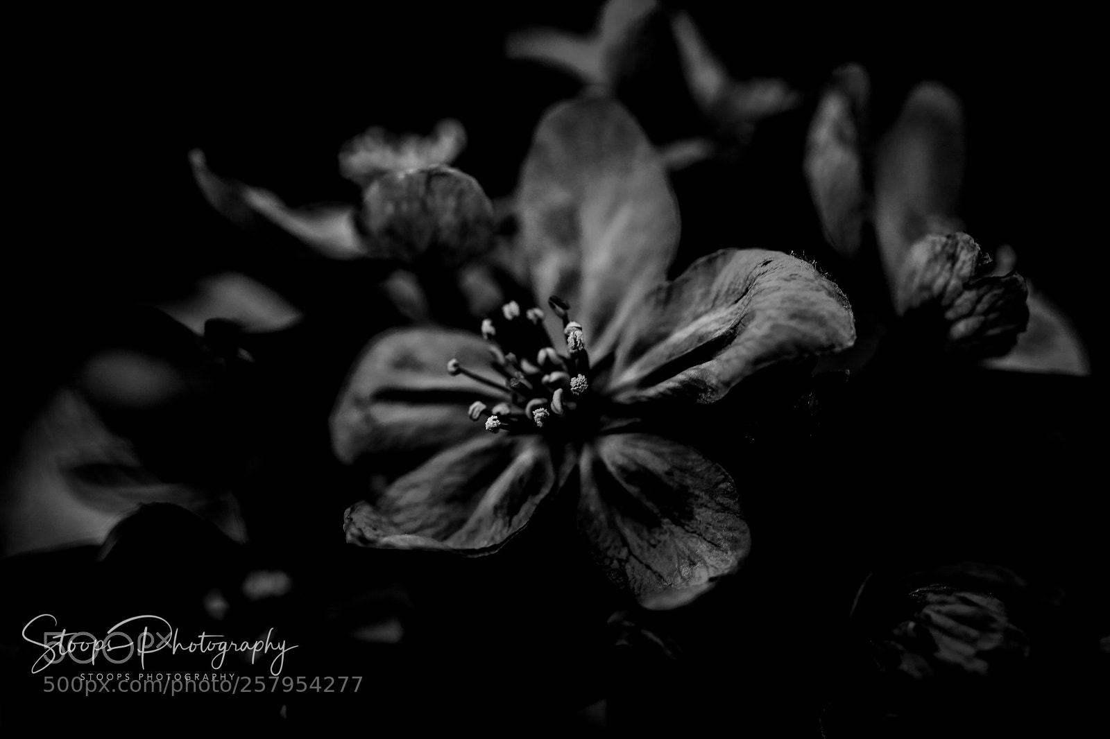 Canon EOS 80D sample photo. Flowers in the dark photography
