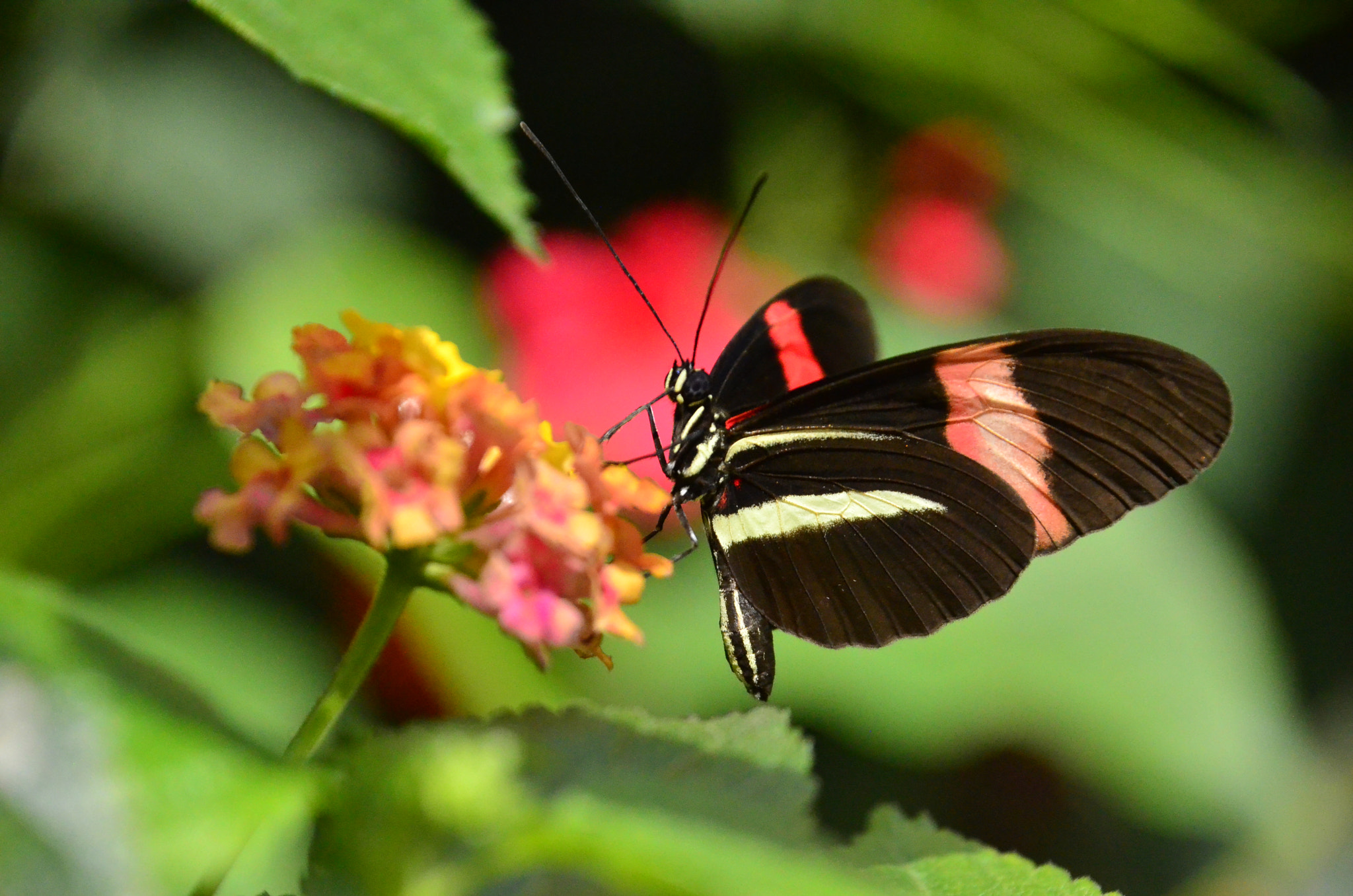 Nikon D7000 sample photo. Butterfly  photography