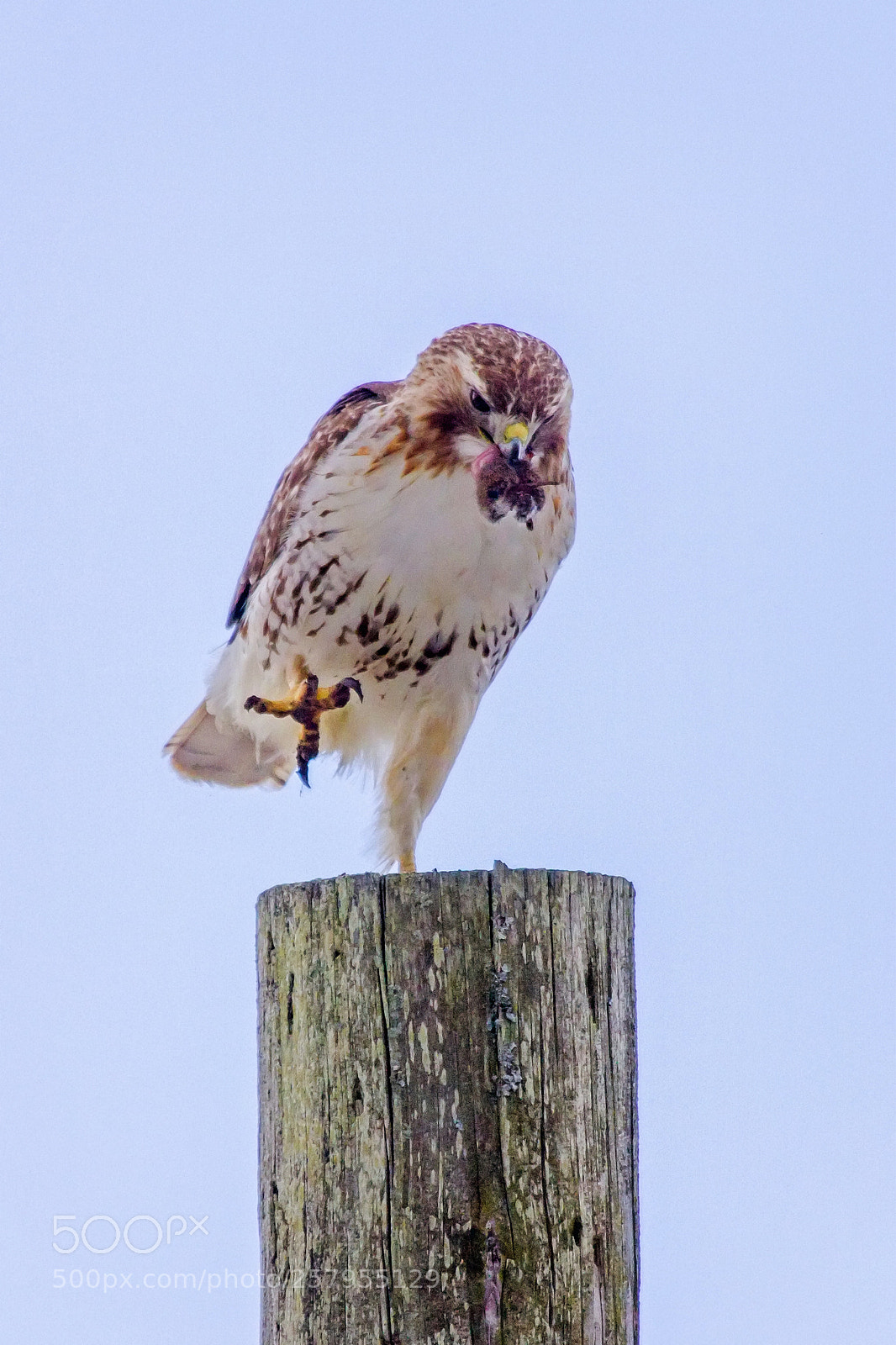 Canon EOS 7D sample photo. Red tailed hawk catch photography