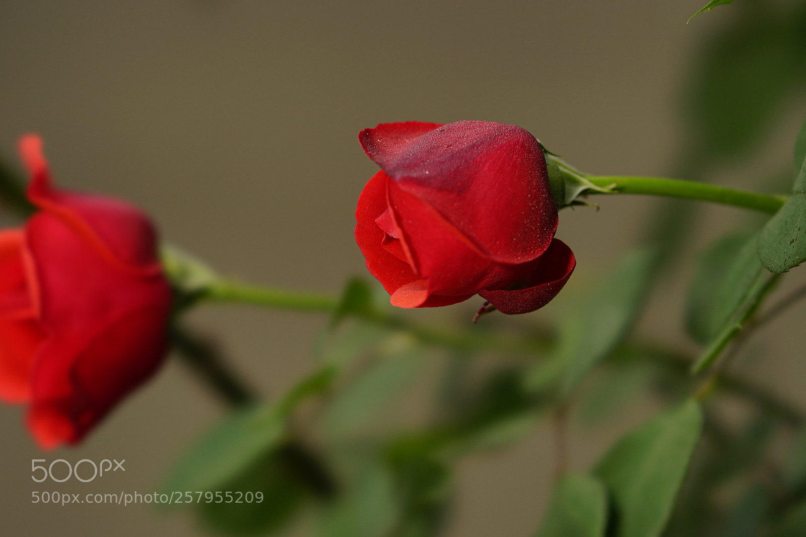 Sony a7 II sample photo. 看齐 photography
