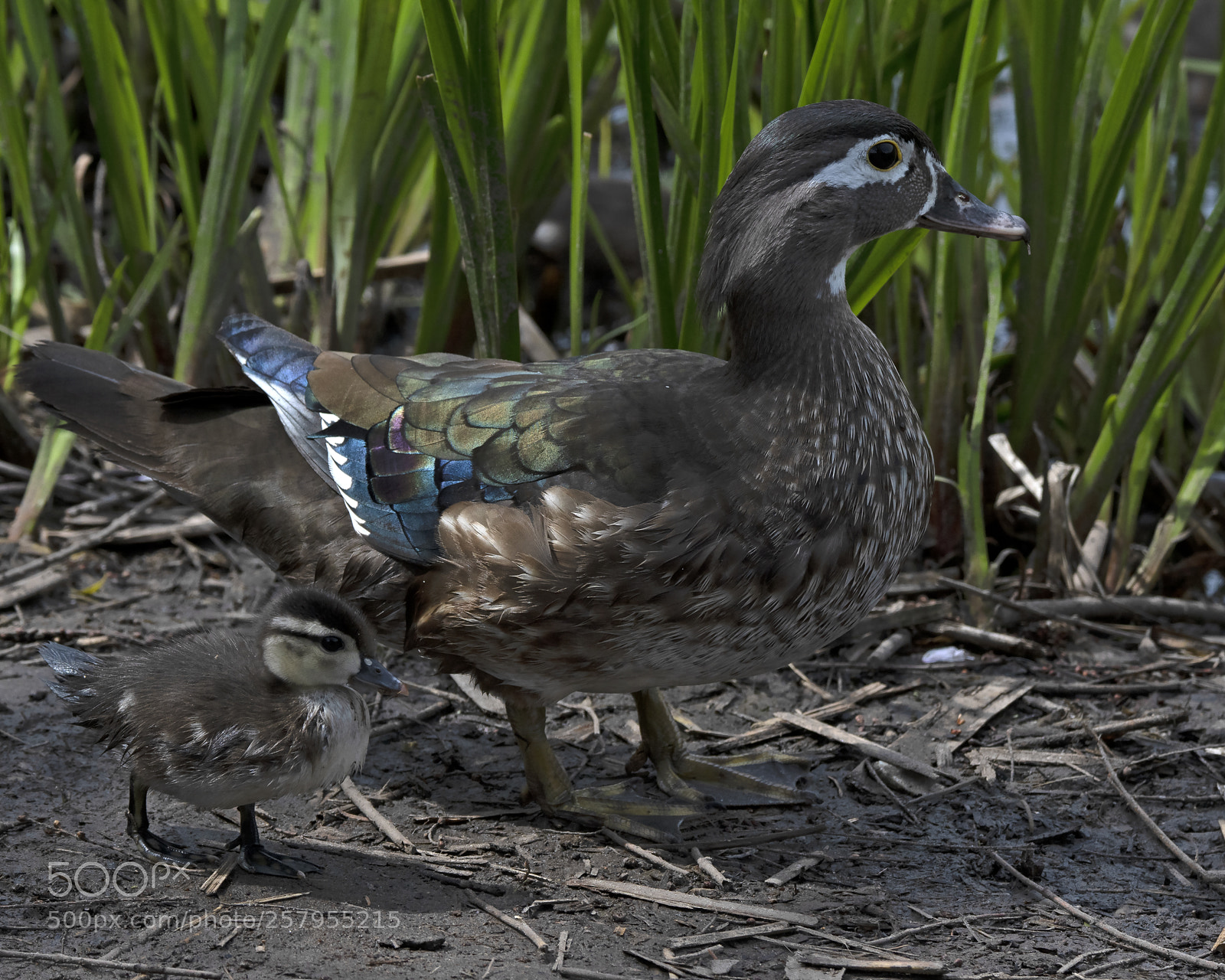 Nikon D500 sample photo. Wood duck mum and photography