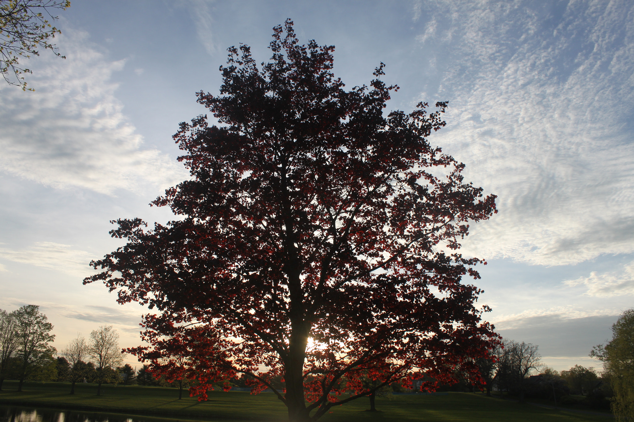Canon EF-S 18-55mm F3.5-5.6 IS sample photo. The red tree photography
