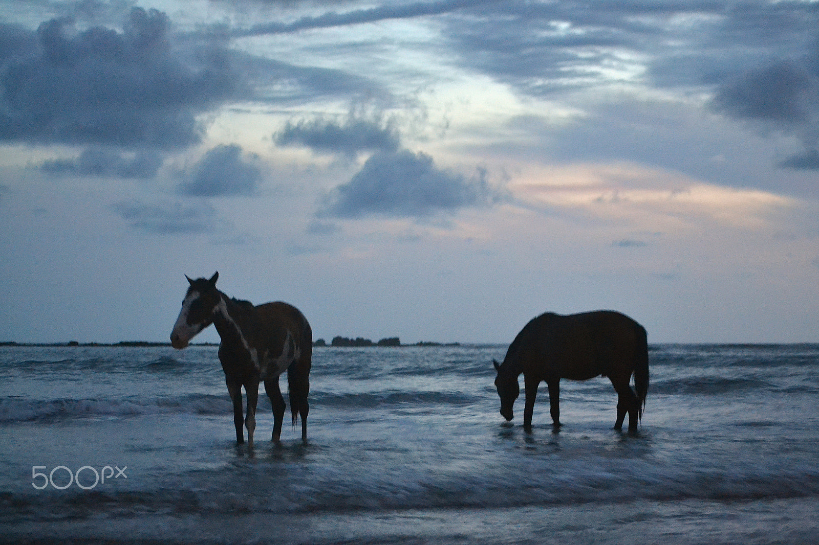 Nikon D3100 sample photo. Free horses at night photography