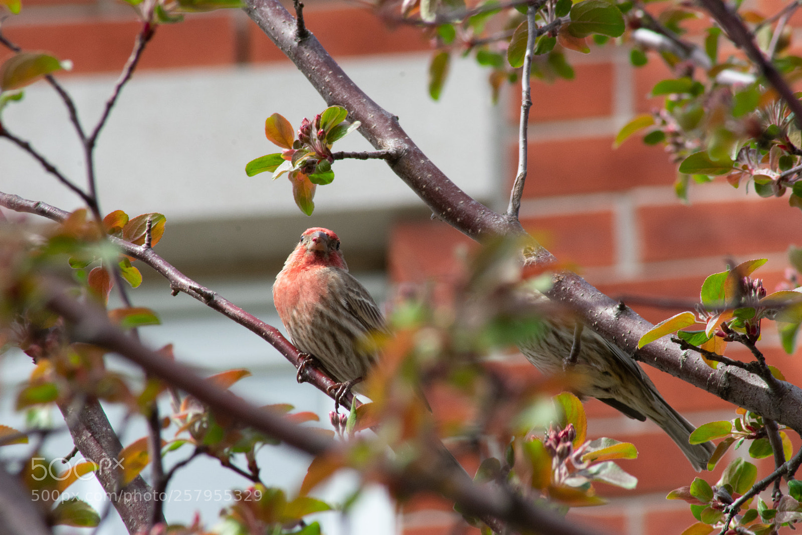 Nikon D3400 sample photo. Cardinal and partner photography