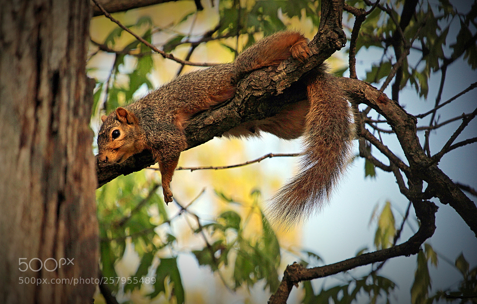 Canon EOS 700D (EOS Rebel T5i / EOS Kiss X7i) sample photo. Lazy squirell photography