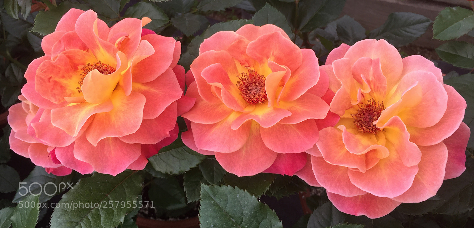 Apple iPhone 6 Plus sample photo. Three photography