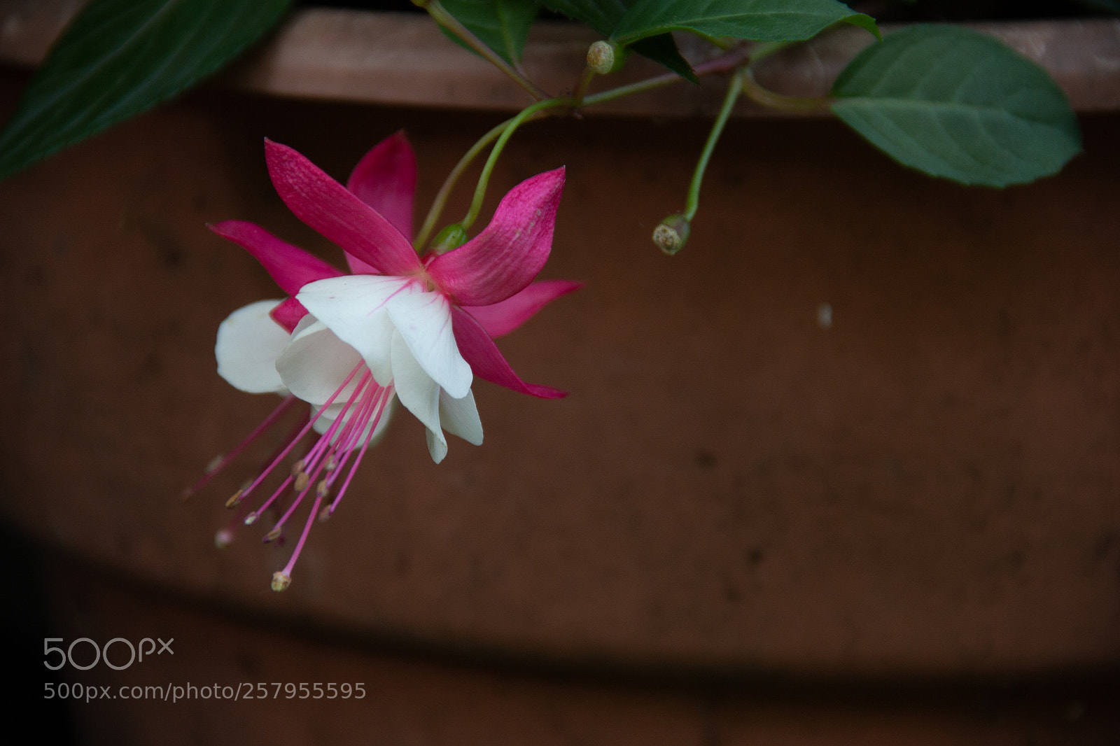 Canon EOS 700D (EOS Rebel T5i / EOS Kiss X7i) sample photo. Fuschia photography