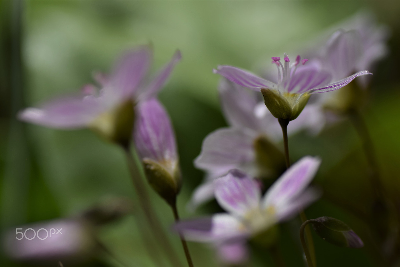 Nikon D3300 sample photo. Spring sweetness photography