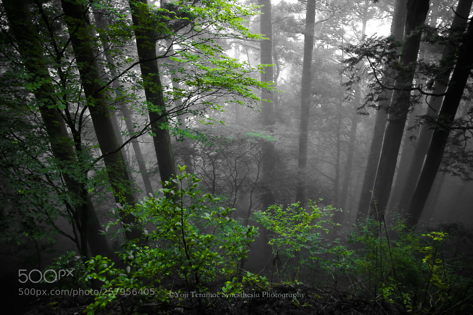 Canon EOS 6D sample photo. Deep forest photography