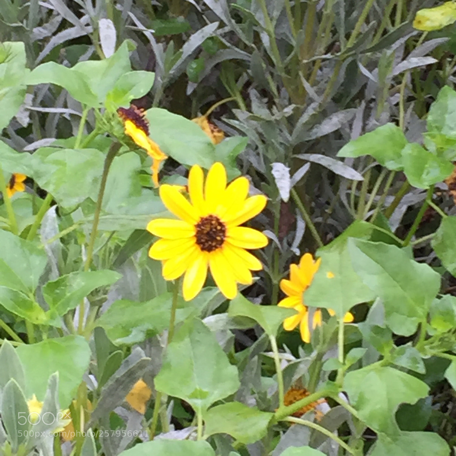 Apple iPhone 6 sample photo. Mini daisy?! photography