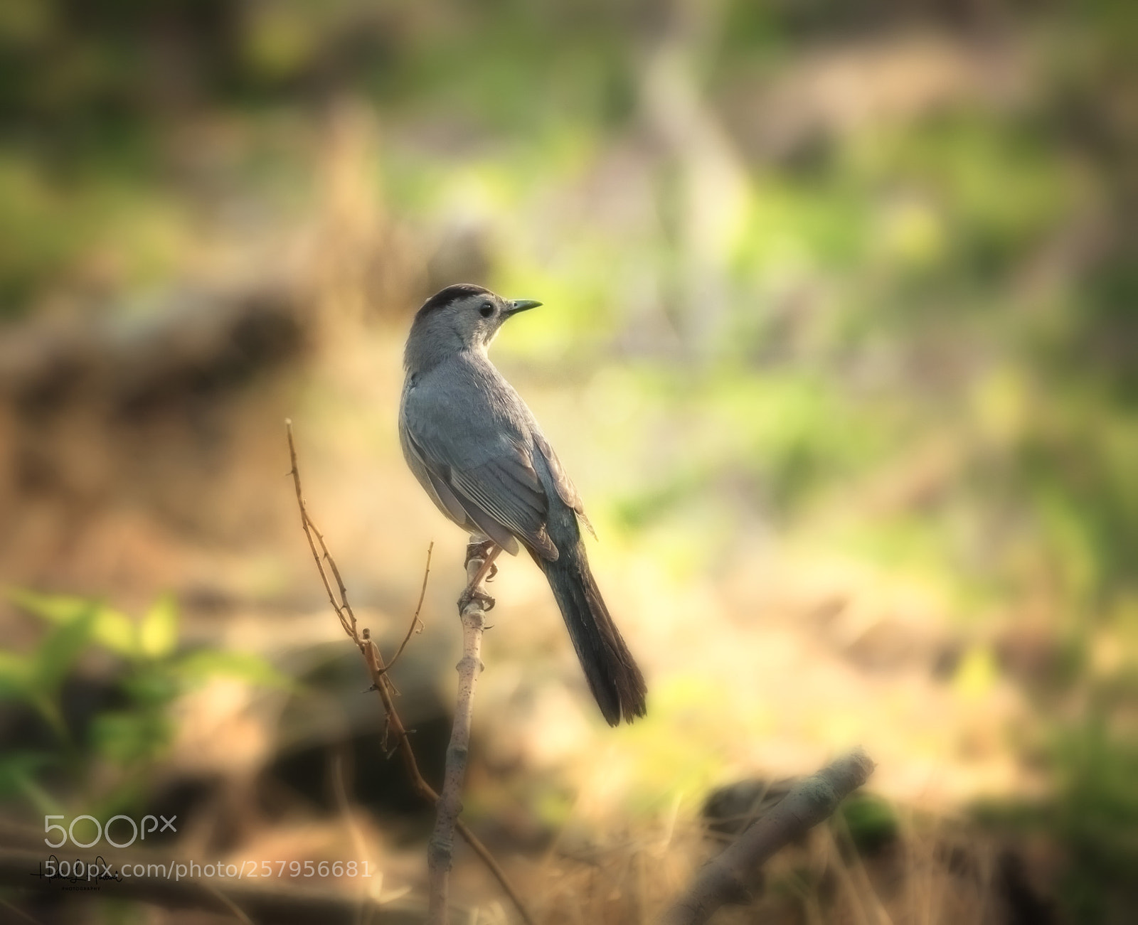 Nikon D810 sample photo. Catbird in shade photography