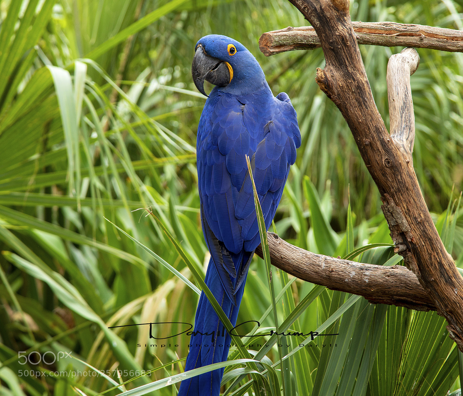 Canon EOS 5D Mark IV sample photo. Blue macaw photography