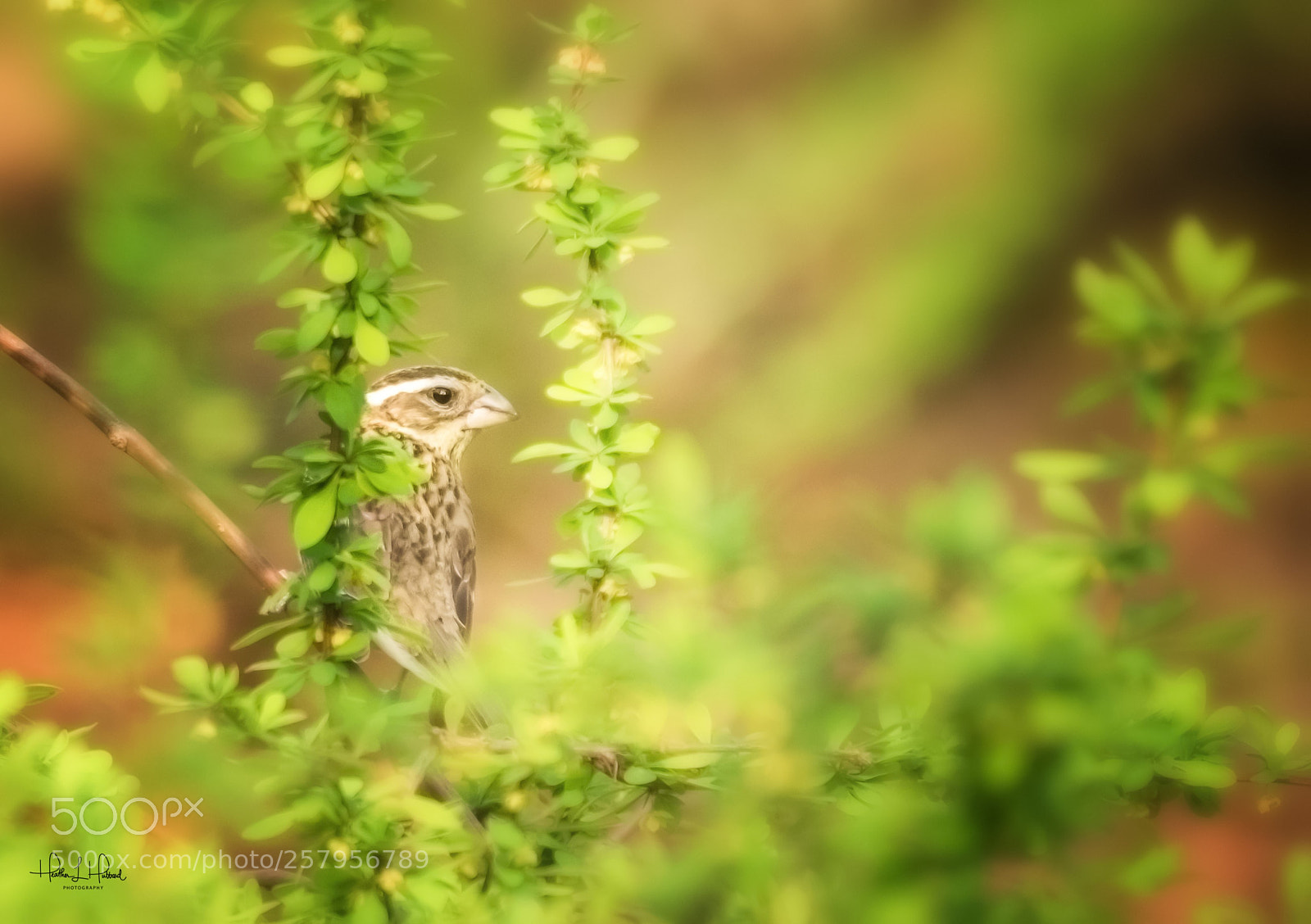 Nikon D810 sample photo. Female grosbeak photography