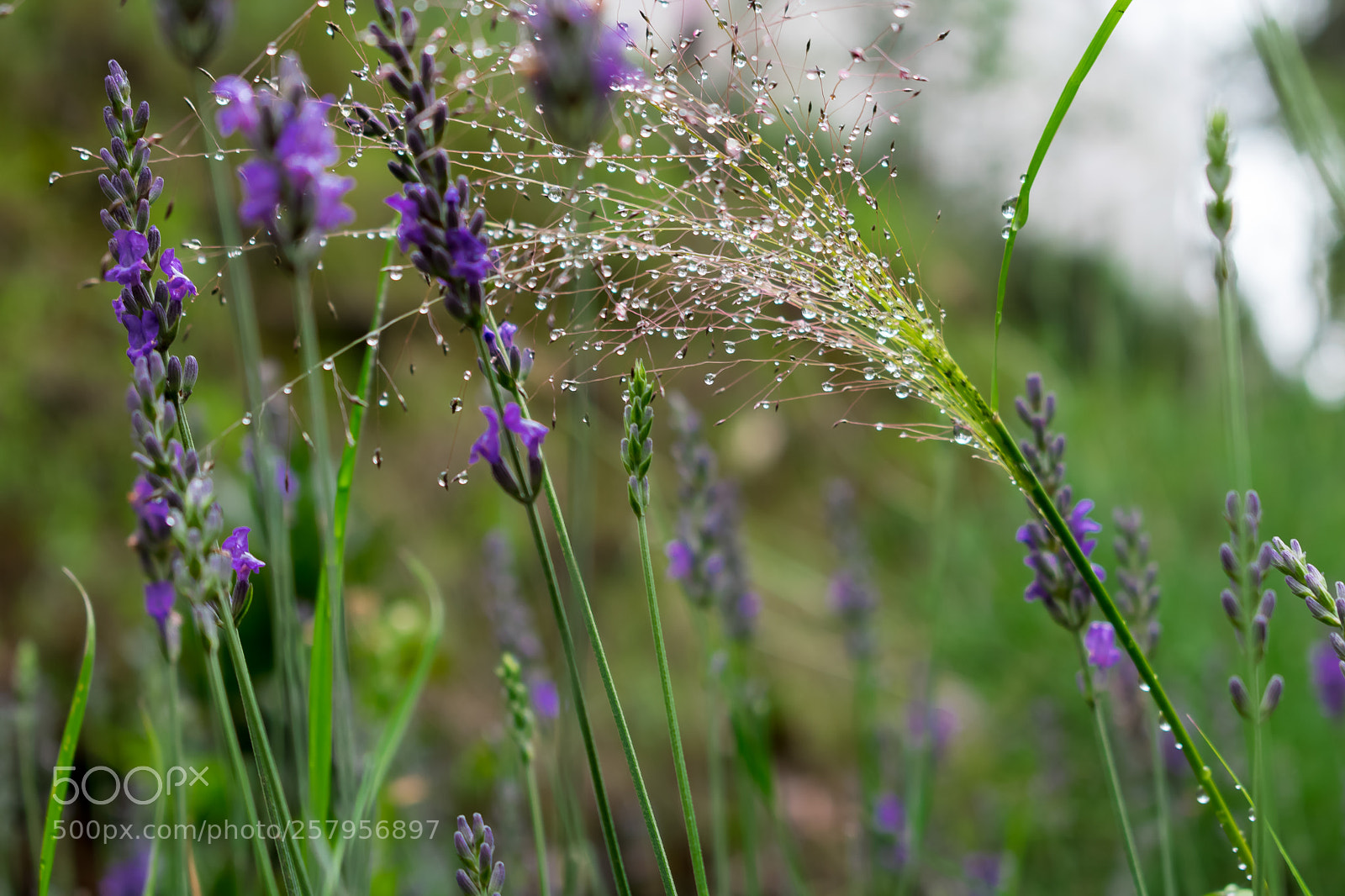 Nikon D3400 sample photo. Rocío de lavanda photography