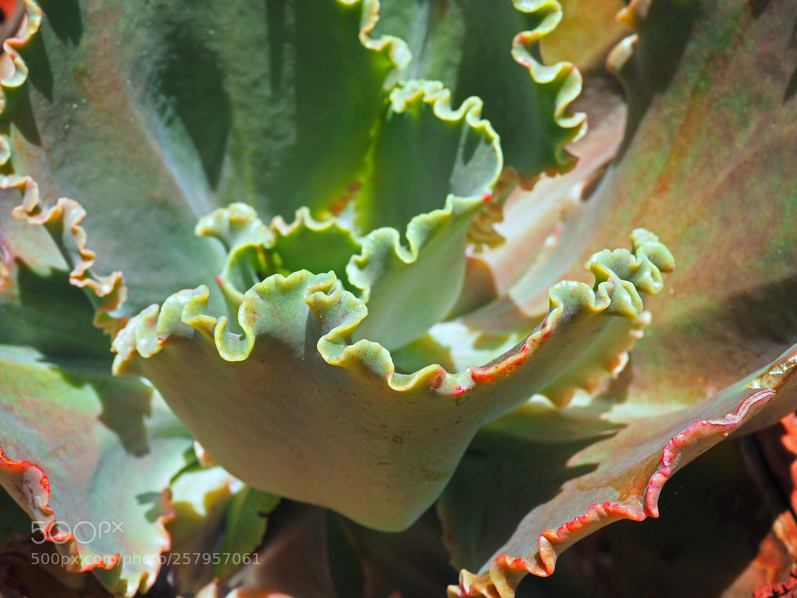 Olympus OM-D E-M5 II sample photo. Succulent edges photography