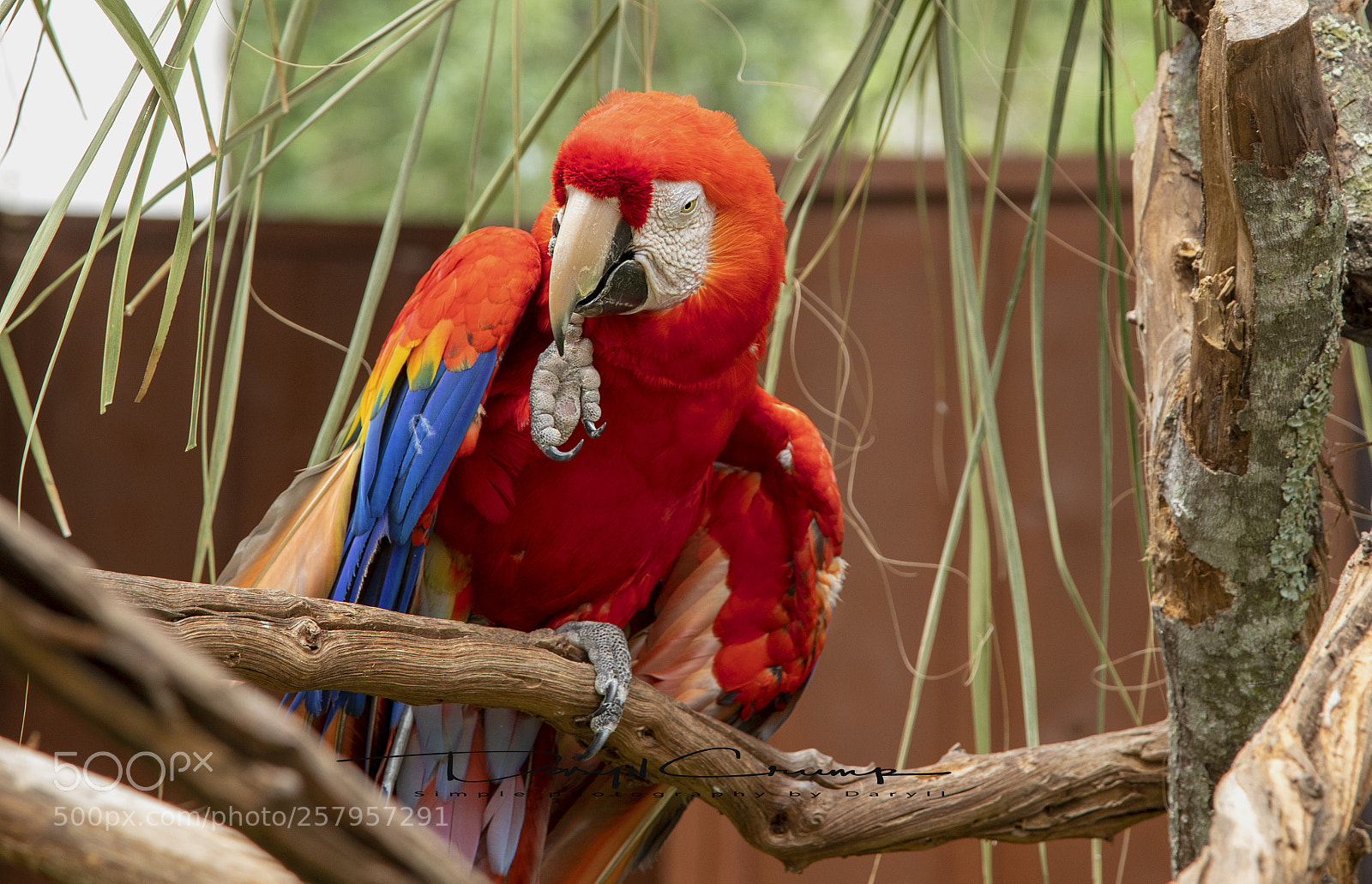 Canon EOS 5D Mark IV sample photo. Rainbow macaw photography
