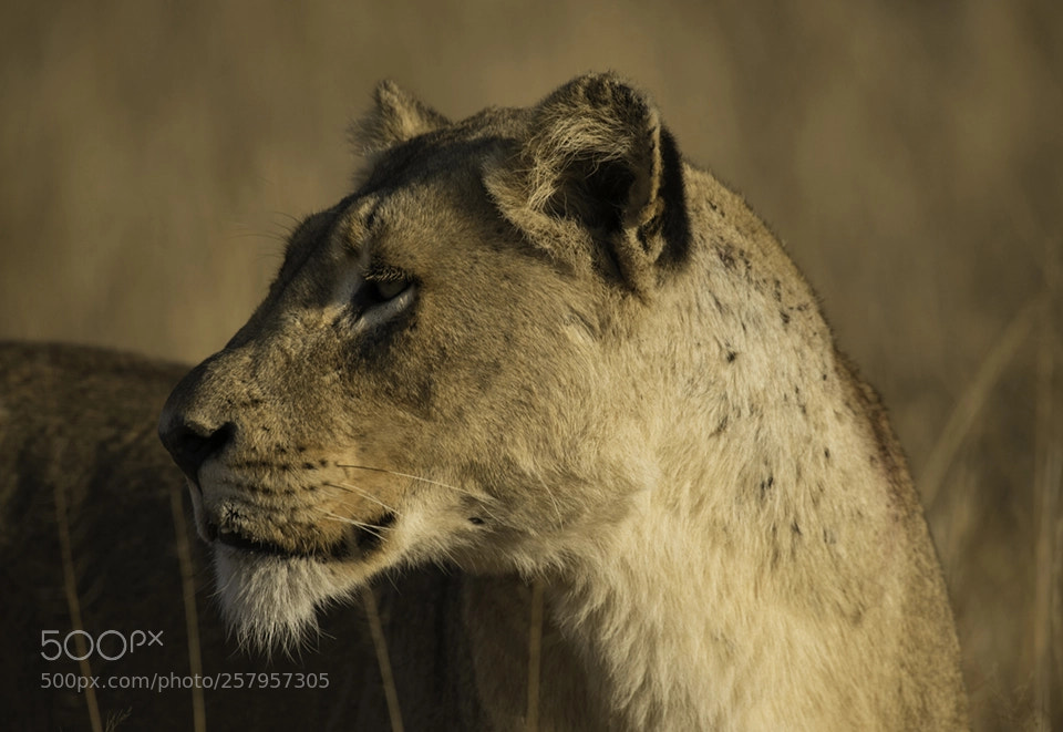 Nikon D800 sample photo. Lioness at sabi sands photography