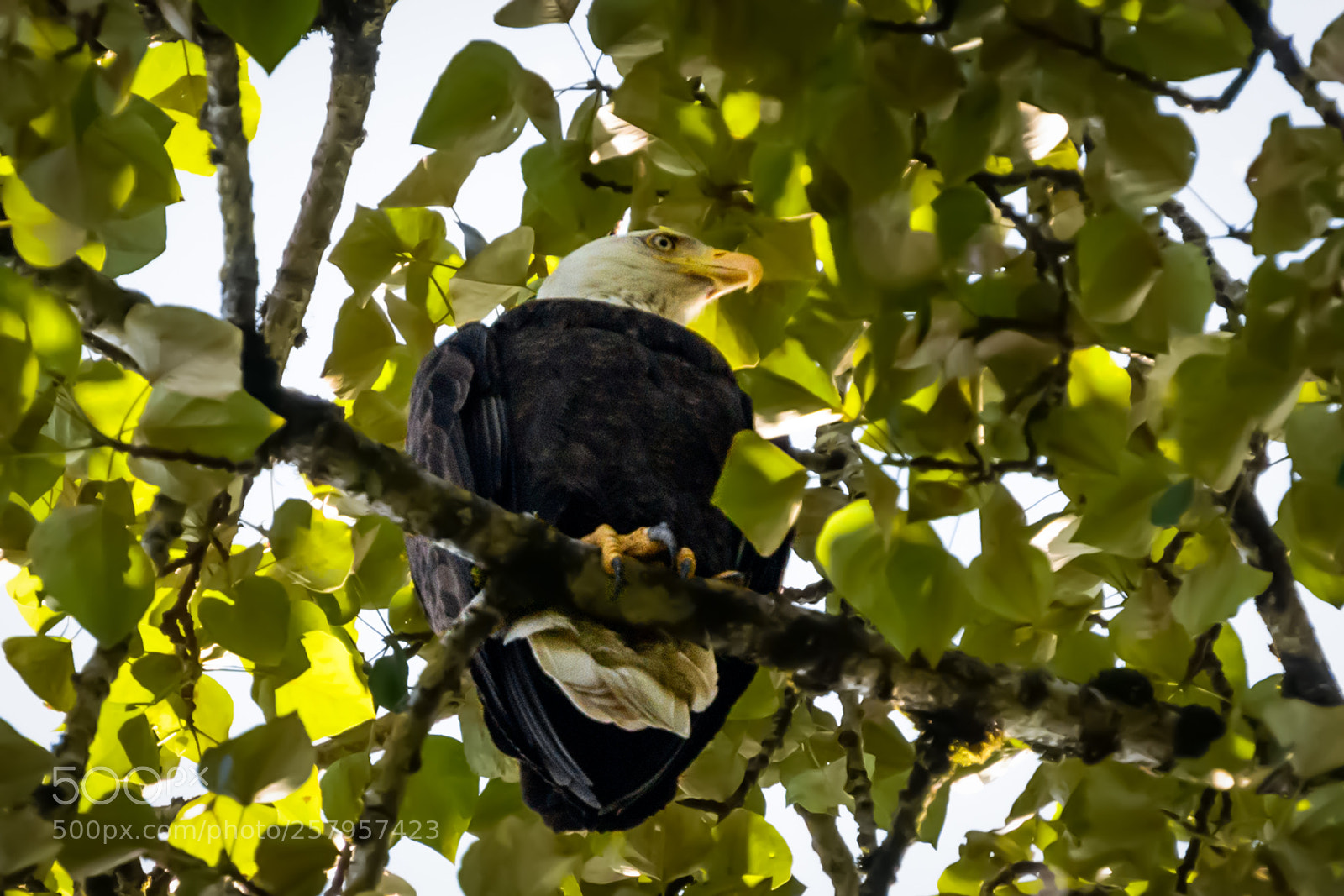 Nikon D800 sample photo. On a branch photography