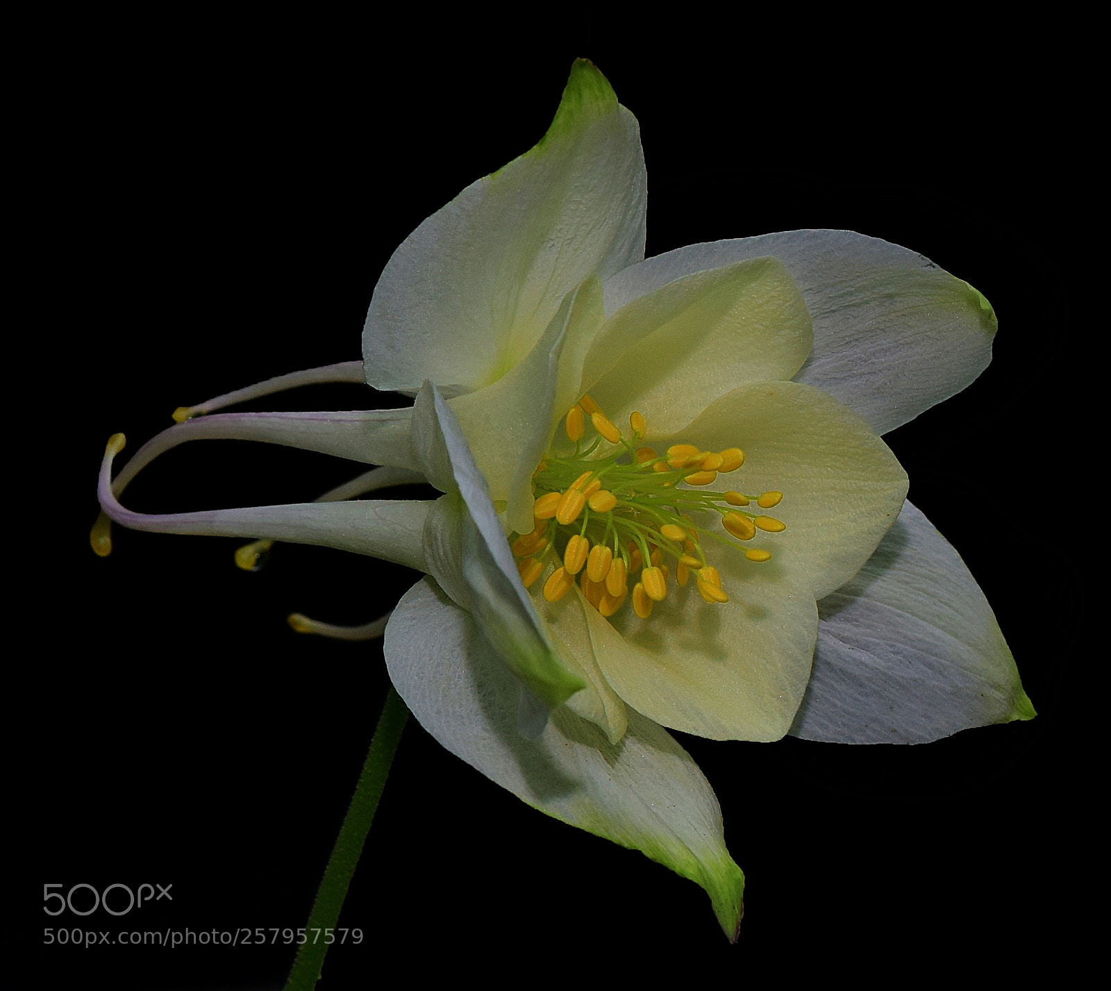 Nikon D810 sample photo. White columbine photography