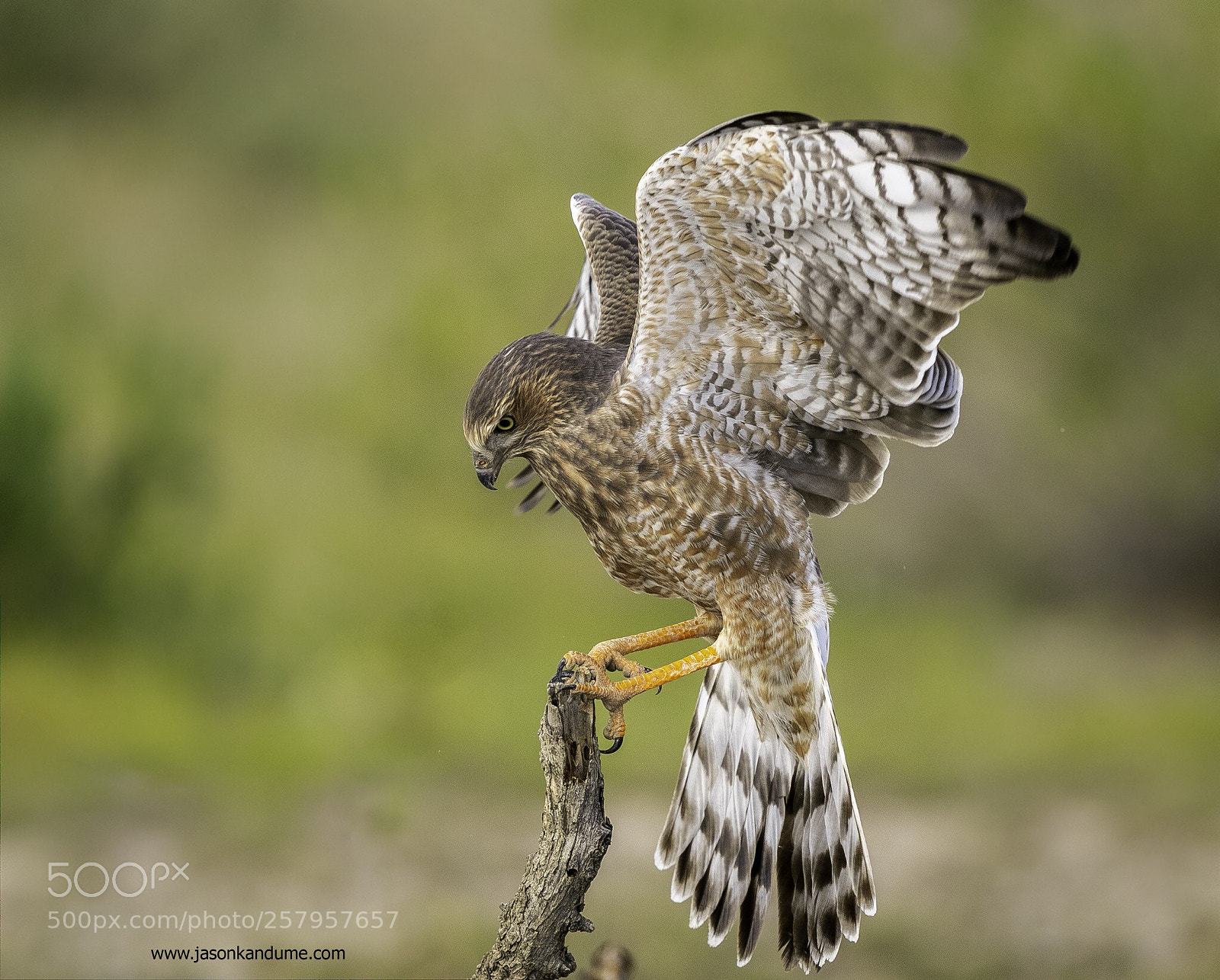 Canon EOS-1D X Mark II sample photo. Landing  photography