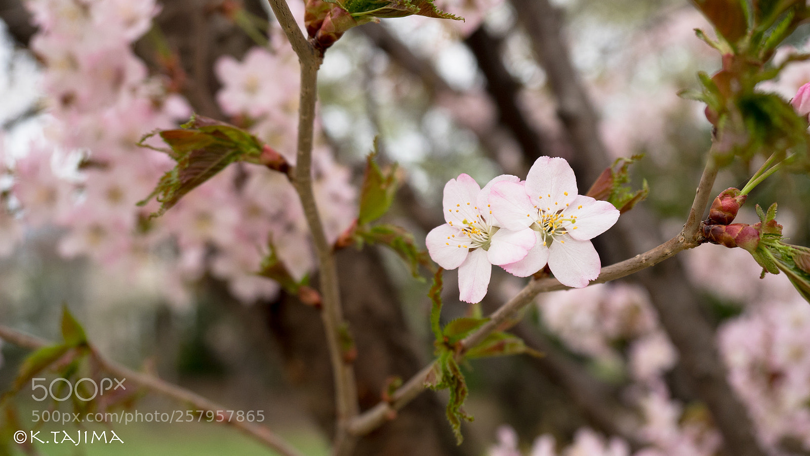 Olympus OM-D E-M1 Mark II sample photo. Two flowers. photography
